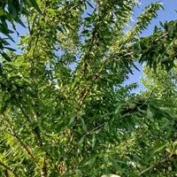 فروش باغ۵۳۰ متری درمحدودپل زمانخان شوراب|فروش زمین و ملک کلنگی|شاهین‌شهر, فردوسی|دیوار