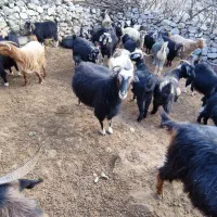 بزغ|حیوانات مزرعه|ثلاث باباجانی, |دیوار
