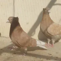 کبوتر برشی|پرنده|محمدشهر, شهرک پیام (مهرالبرز)|دیوار