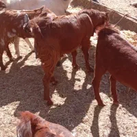 بره و بزغاله|حیوانات مزرعه|زاهدان, |دیوار