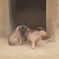 توله سرابی|سگ|میلاجرد, |دیوار