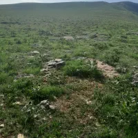 گوسفند