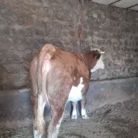 گاو آبستن سیمینتال