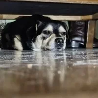 واگذاری شیواوا دورگ