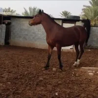 اسب|اسب و تجهیزات اسب‌سواری|شیراز, احمدآباد|دیوار