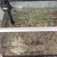 واگذاری رایگان ماهی