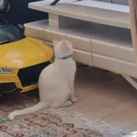 گربه آنگورا ۷ ماهه با واکسیناسیون و شناسنامه