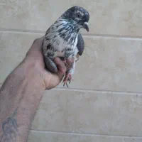 ی کبوتر غریب خوش سو|پرنده|بابل, |دیوار