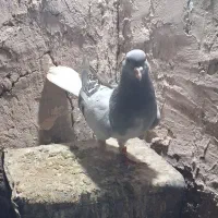 کبوتر|پرنده|نیشابور, مازول|دیوار