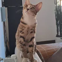 این بچه در شهر جدید هشتگرد گم شده