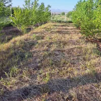 2000متر باغ بندیزه