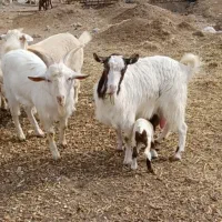 شیر بز سالم ترین شیر برای کودکان وسالمندان