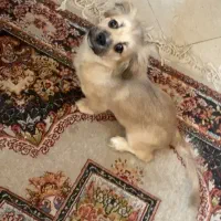 توله سگ شیتزو نژاد دار|سگ|تهران, فردوس|دیوار