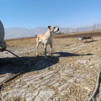 واگزاری توله سرابی|سگ|دورود, |دیوار