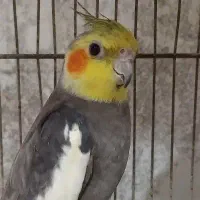 گمشده عروس هلندی