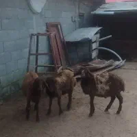 3بره غزل افشار دوتا نر یکی ماده|حیوانات مزرعه|شاندرمن, |دیوار