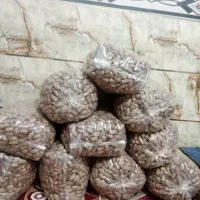 خرما سفید|عمده‌فروشی|بم, |دیوار