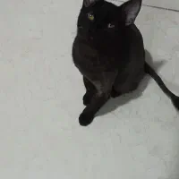 گربه مشکی|گربه|مشهد, توس (بلوار توس)|دیوار