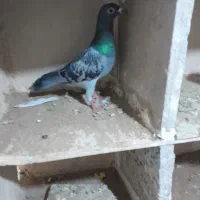 کفتر|پرنده|تایباد, |دیوار