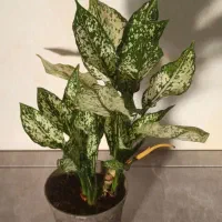 فروش انواع گل و گیاه آپارتمانی|گل و گیاه طبیعی|خاش, |دیوار