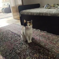 گربه گم شده|حیوانات|قیدار, |دیوار