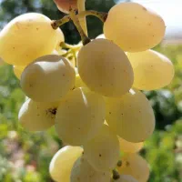 شیره انگور ملایر