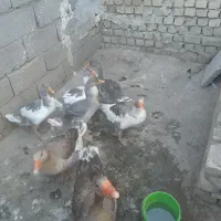 فروشی غاز نر و ماده