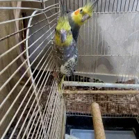 عروس هلندی مولد همراه لوازم جانبی