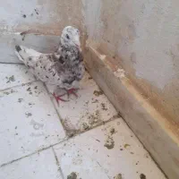 کفتر هفت رنگ دم سفید نر هوایی|پرنده|کاشمر, |دیوار