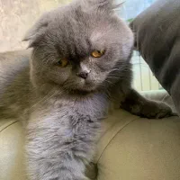 گربه نراسکاتیش