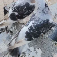 کبوتر شقشقی