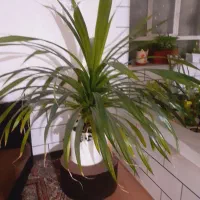 گل پانادونیس