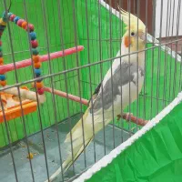 عروس هلندی معاوضه با قناری|پرنده|خوی, |دیوار