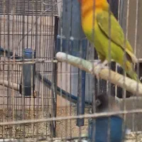 تعدادی کوتوله و فنچ|پرنده|اردکان, |دیوار