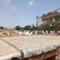 کبوتر پرنده سیاپوش|پرنده|بشاریات, |دیوار