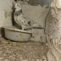 کبوتر هفت رنگ|پرنده|بوئین زهرا, |دیوار