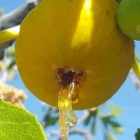 نهال انجیر|گل و گیاه طبیعی|خرقان, |دیوار