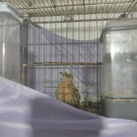 سهره ،قناری|پرنده|گرگان, |دیوار