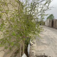 زمین ۲۱۰ متر مناسب ساخت بافت کردان سهیلیه زعفرانیه