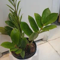 گل طبیعی مصنوعی
