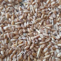 خریدنقدی جو گندم و ارزن