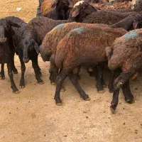گوسفند  زنده فروشی  در تهران