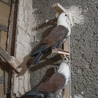 کبوتر کلاغ|پرنده|مشهد, شهرک مهرگان|دیوار