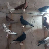 یه بون دورگ پلاکی رنگی