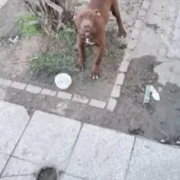 سگ پیت بول.  سگ پیتبول نر آماده جفت گیری