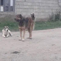 سگه|سگ|گنبد کاووس, |دیوار