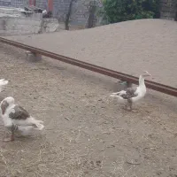تعدادی غاز درشت دورگه  پارساله