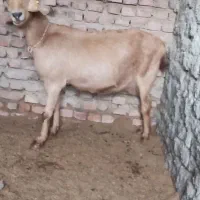 بزمورسیاکل سه قلوزاو سانن