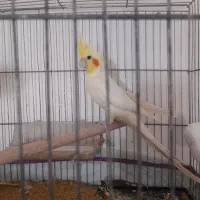 یک جفت عروس هلندی مولد