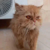 گربه بریتیش لانگ هیر